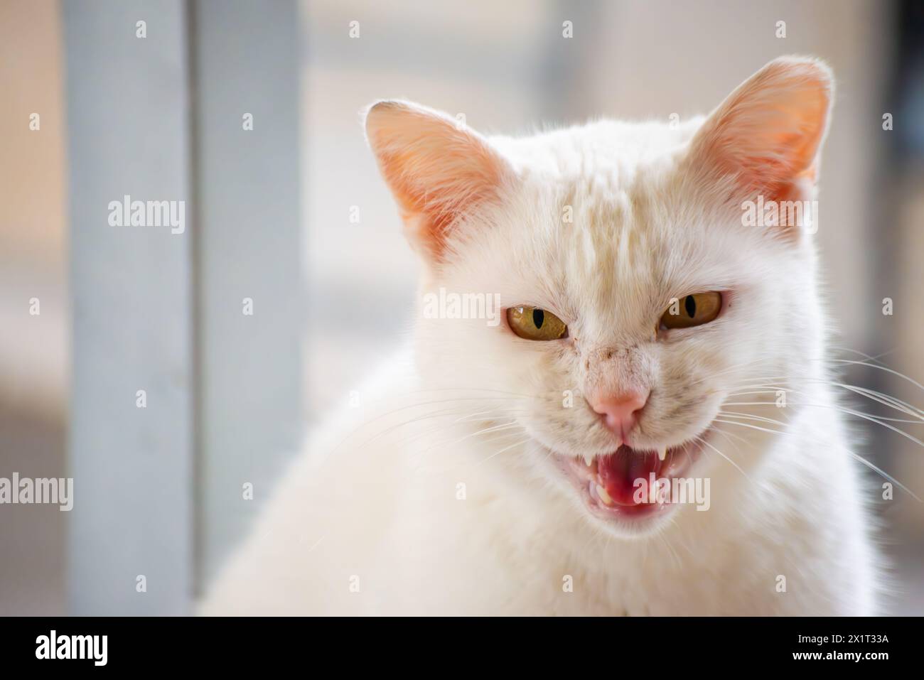 Beobachten Sie die frostige Wut, während die weiße Katze eine aggressive Haltung einnimmt, zischt und widerstreitet. Stockfoto Beobachten Sie die frostige Wut, während die weiße Katze eine aggressive Haltung einnimmt, zischt und widerstreitet. Stockfoto