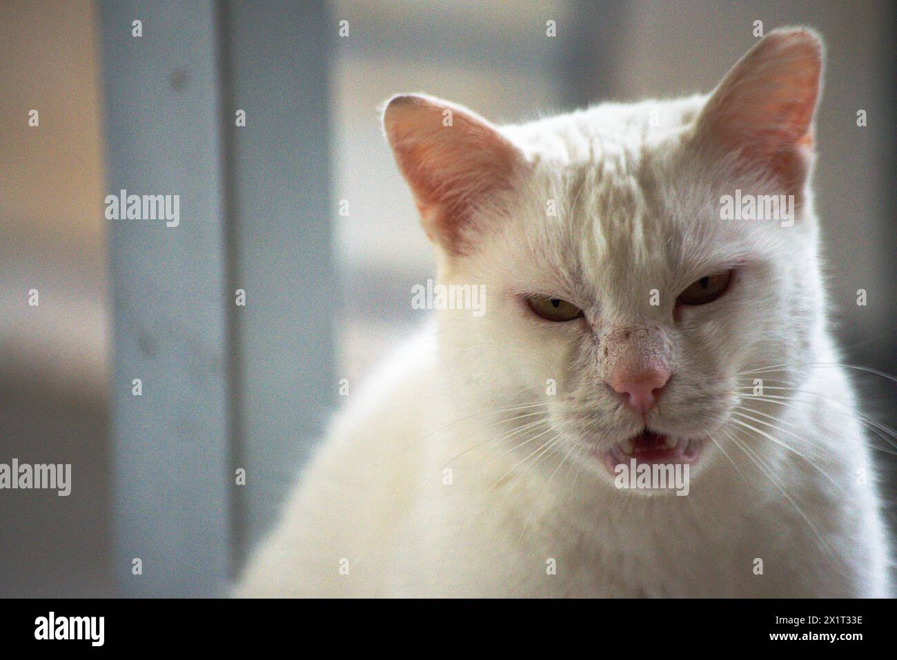 Beobachten Sie die frostige Wut, während die weiße Katze eine aggressive Haltung einnimmt, zischt und widerstreitet. Stockfoto Beobachten Sie die frostige Wut, während die weiße Katze eine aggressive Haltung einnimmt, zischt und widerstreitet. Stockfoto