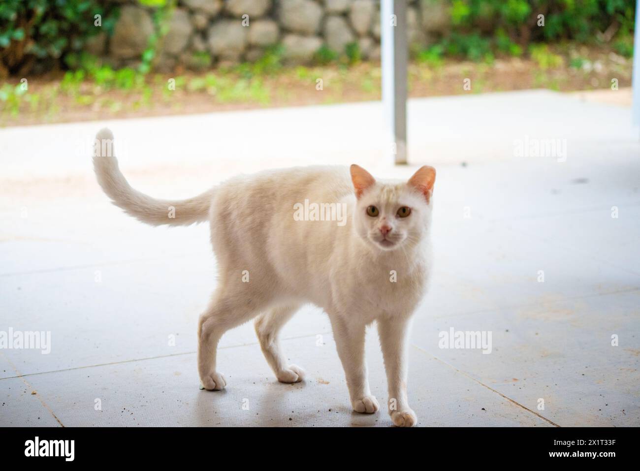 In einem Schneesturm der Wut steht die weiße Katze aggressiv auf dem Boden, bereit für den Kampf, zischen und schnurren. Stockfoto In einem Schneesturm der Wut steht die weiße Katze aggressiv auf dem Boden, bereit für den Kampf, zischen und schnurren. Stockfoto