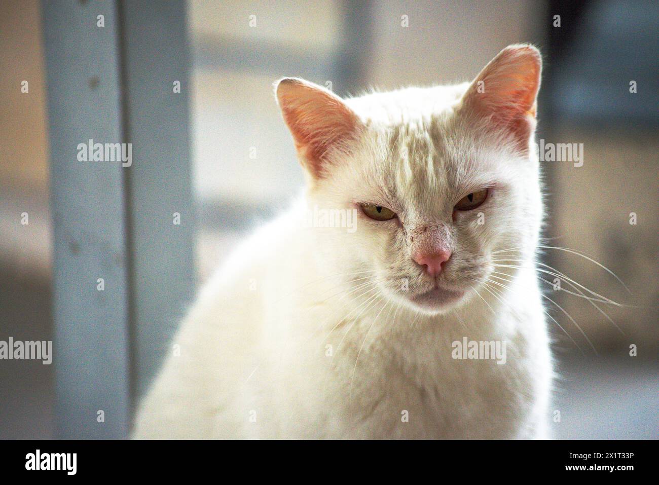 Beobachten Sie die frostige Wut, während die weiße Katze eine aggressive Haltung einnimmt, zischt und widerstreitet. Stockfoto