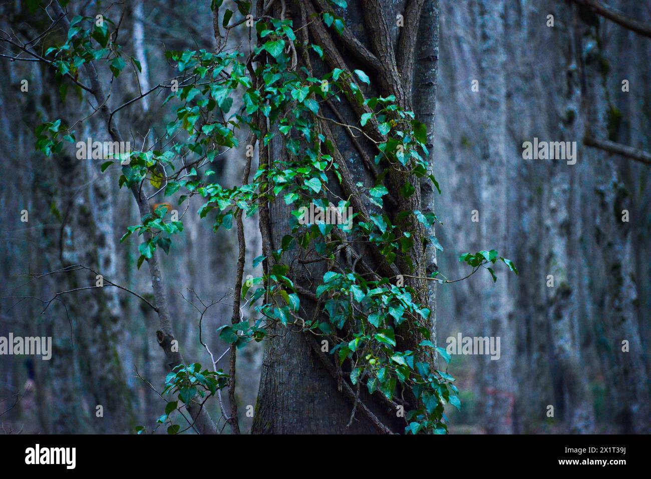 Ivy-Rebstöcke umhüllen einen robusten Baumstamm im Herzen des Waldes und schaffen eine üppige und grüne Landschaft. Stockfoto