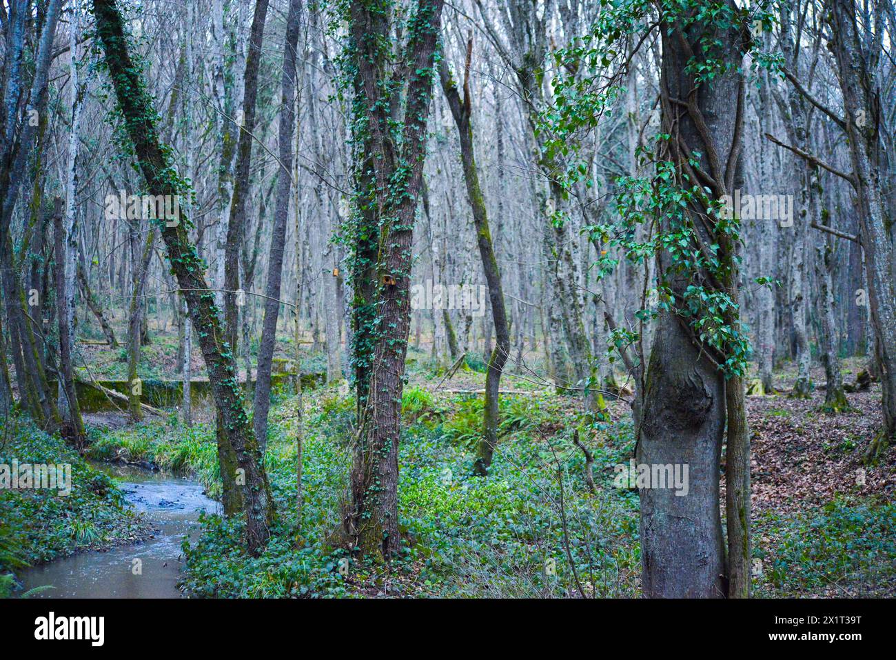 Ivy-Rebstöcke umhüllen einen robusten Baumstamm im Herzen des Waldes und schaffen eine üppige und grüne Landschaft. Stockfoto