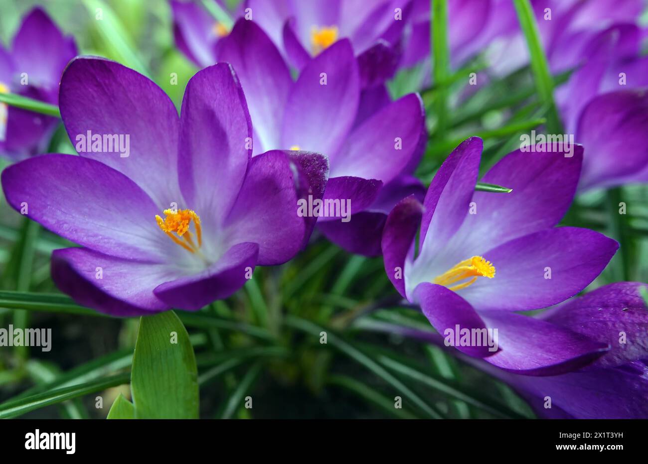 Crocus botanica ist eine krautige Pflanze, Familie Stockfoto