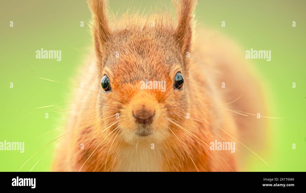 Das freche rote Eichhörnchen ABERDEEN, SCHOTTLAND URKOMISCHE BILDER eines Eichhörnchens, das auf einem Spatengriff spielt und zu zufrieden mit sich selbst aussieht, wenn es sich streichelt Stockfoto