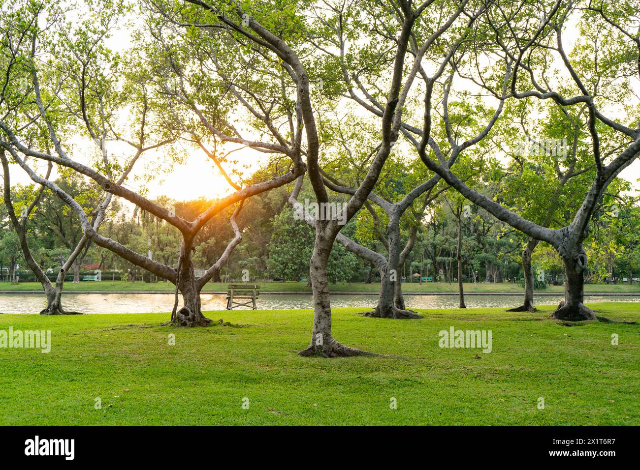 Bäume mit Sonnenuntergang im Chatuchak Park in Bangkok, Thailand Stockfoto