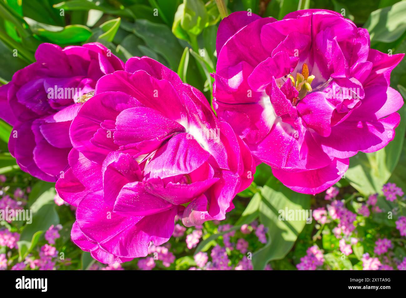 Blick von oben auf drei Pfingstrosen-Blumen in rosa Farbe im Garten Stockfoto