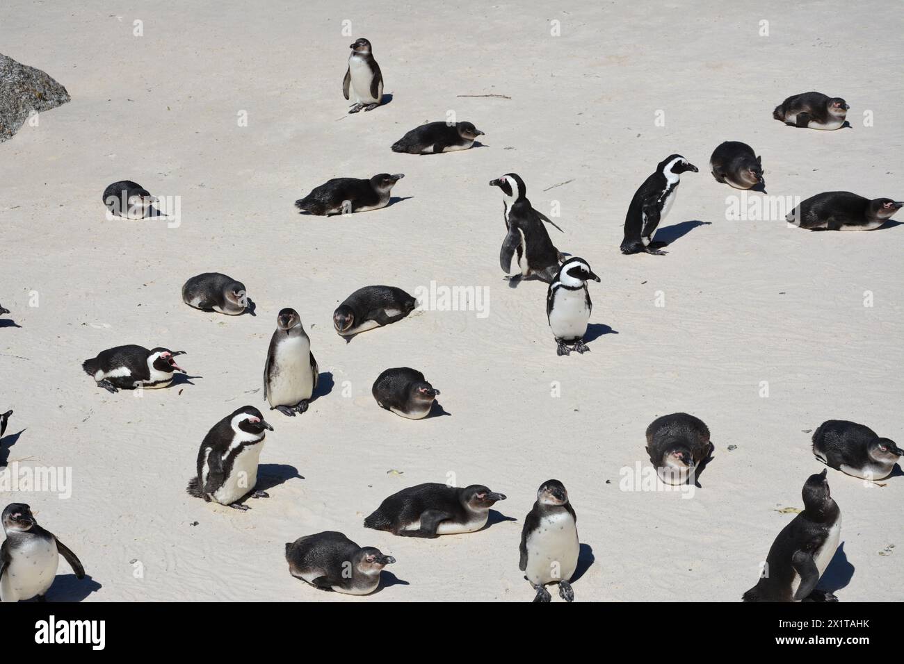 Pinguine am Strand in Südafrika Stockfoto