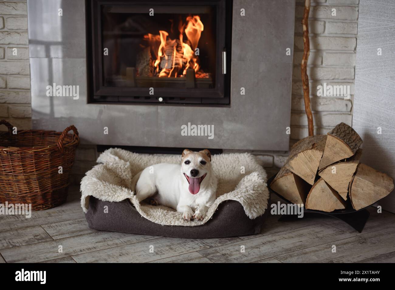 Der lächelnde Jack Russell Terrier Hund mit offenem Mund und ausgehängter Zunge liegt auf einem Teppich neben einem brennenden Kamin. Hygge-Konzept Stockfoto