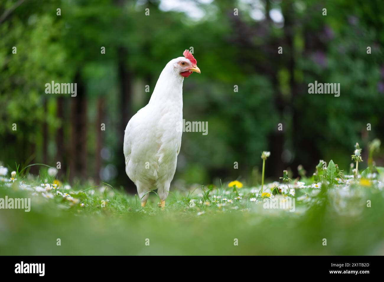 Freilandhaltung Weiße Hühnerleghornrasse im Sommergarten. Tierfotografie Stockfoto