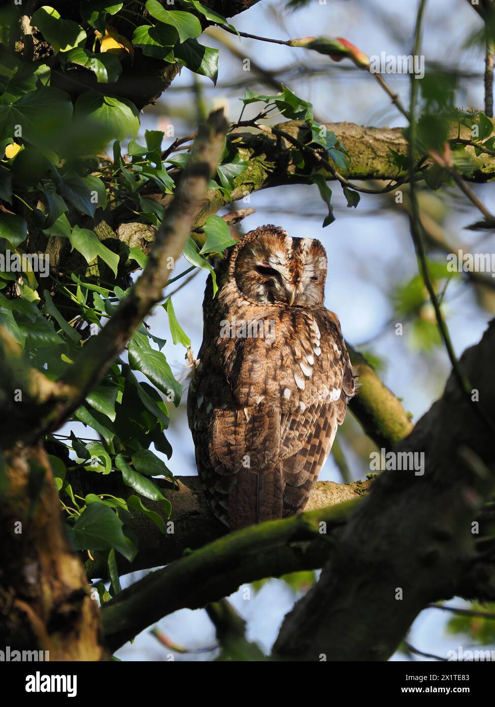 Tawny-Eulen sind frühe Züchter, die oft auf Ästen oder an Stämmen sitzen, wenn ihre Partner auf Eiern oder mit jungen Küken sind. Stockfoto