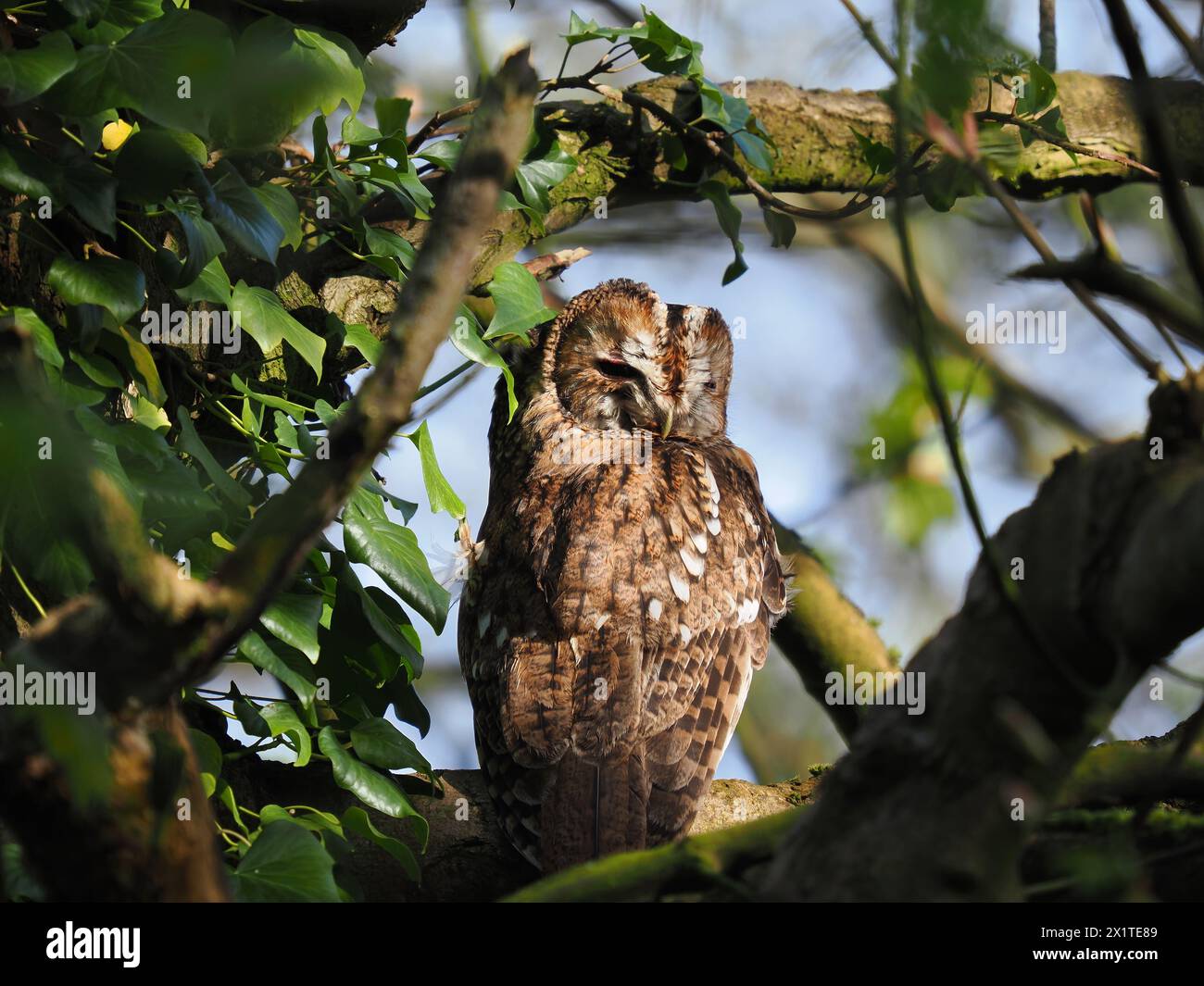 Tawny-Eulen sind frühe Züchter, die oft auf Ästen oder an Stämmen sitzen, wenn ihre Partner auf Eiern oder mit jungen Küken sind. Stockfoto