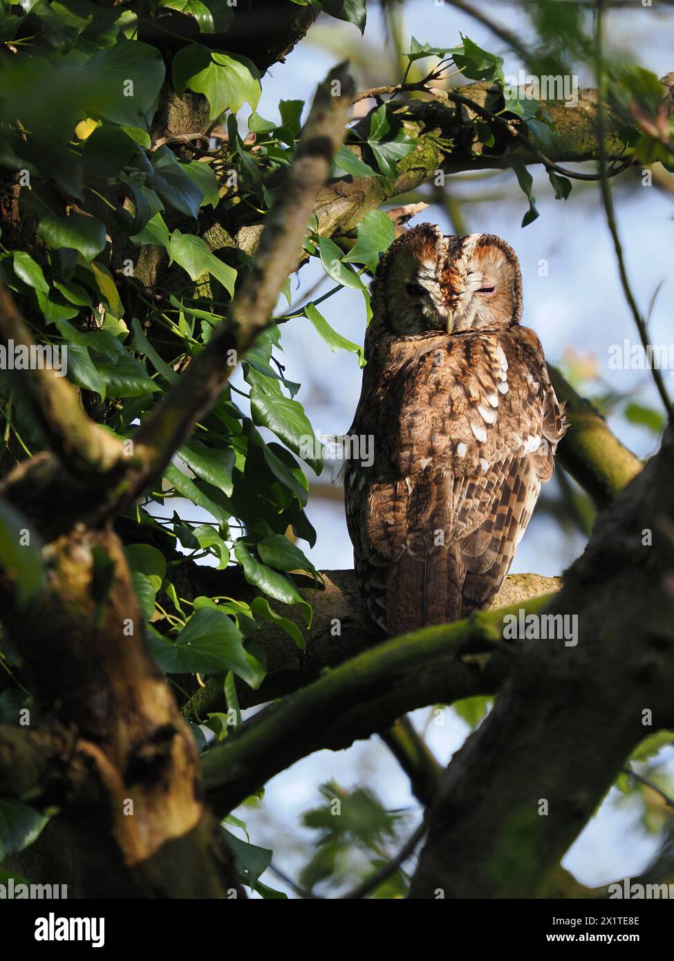 Tawny-Eulen sind frühe Züchter, die oft auf Ästen oder an Stämmen sitzen, wenn ihre Partner auf Eiern oder mit jungen Küken sind. Stockfoto