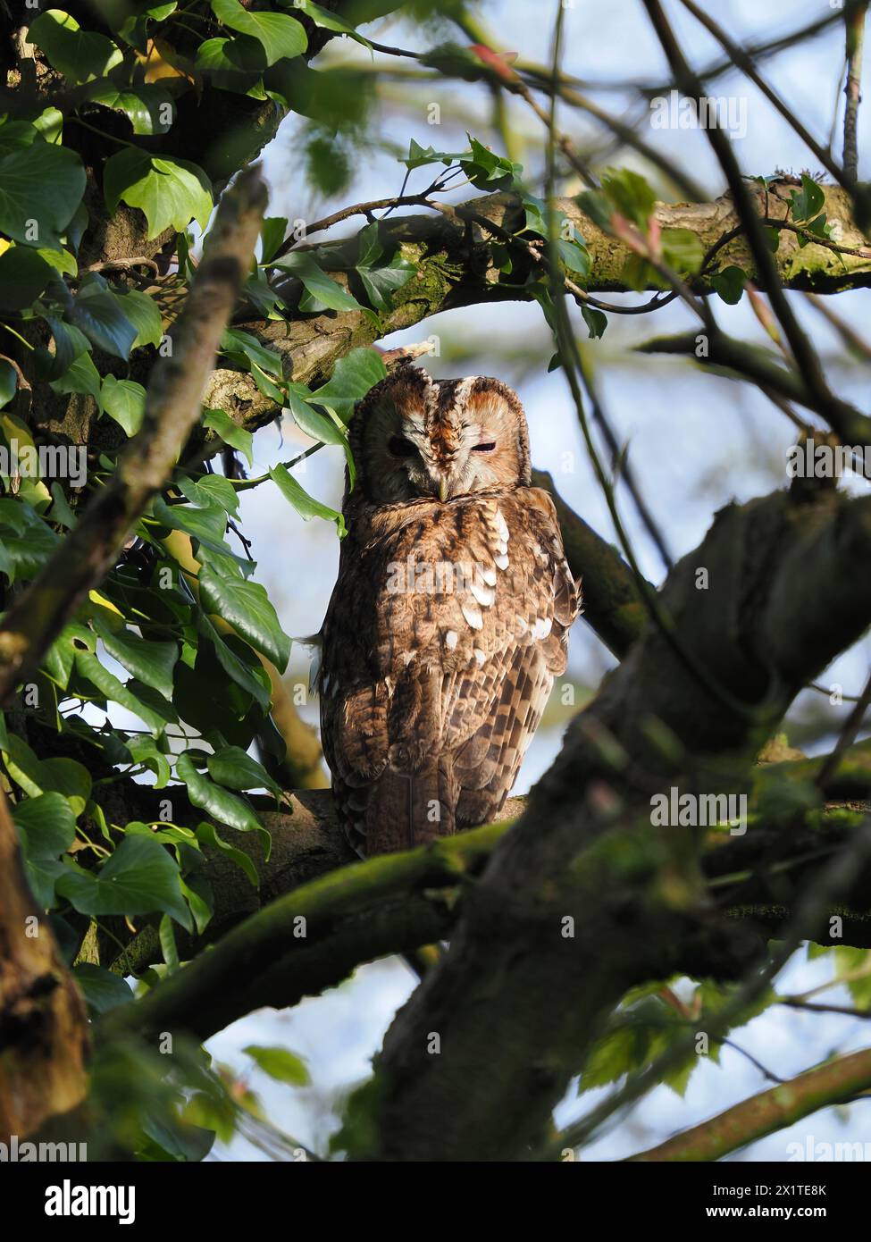 Tawny-Eulen sind frühe Züchter, die oft auf Ästen oder an Stämmen sitzen, wenn ihre Partner auf Eiern oder mit jungen Küken sind. Stockfoto