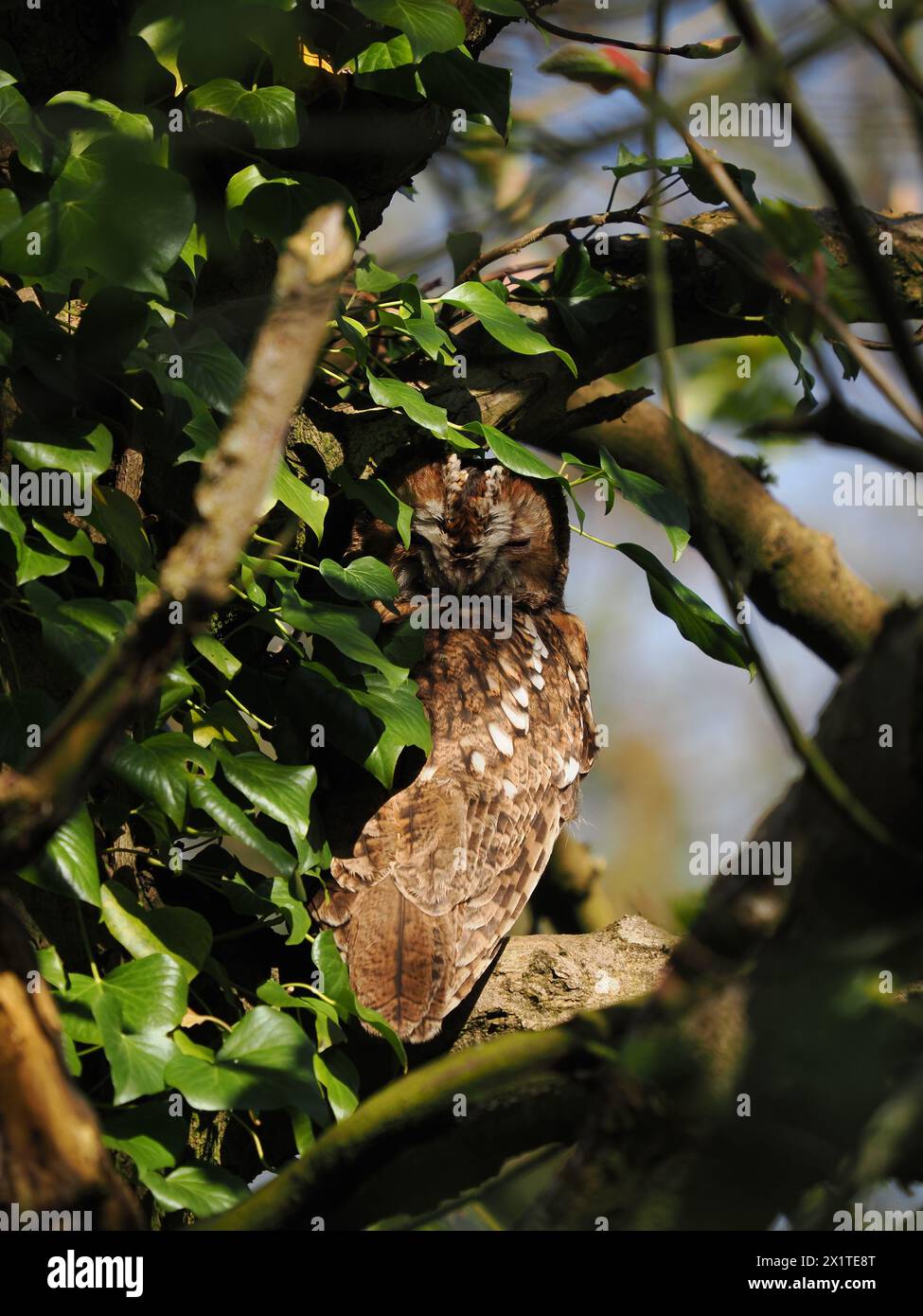 Tawny-Eulen sind frühe Züchter, die oft auf Ästen oder an Stämmen sitzen, wenn ihre Partner auf Eiern oder mit jungen Küken sind. Stockfoto