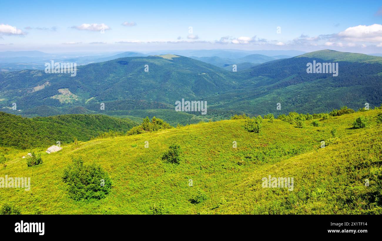 Grasbewachsener alpiner Hügel der karpaten. Landschaft des ukrainischen Hochlands im Sommer. Wolken am blauen Himmel Stockfoto