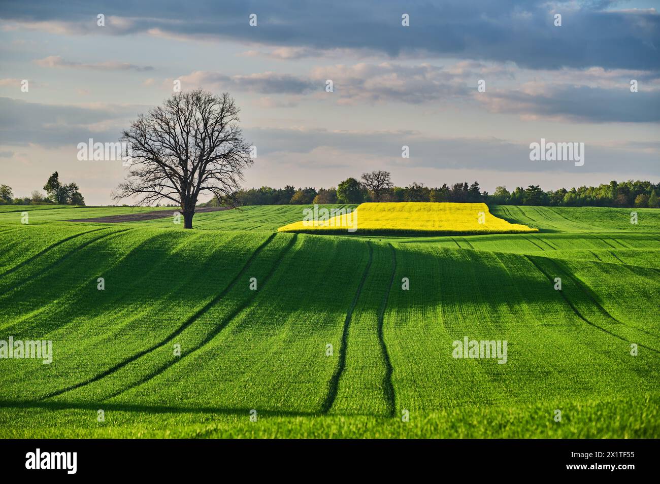 Einsame Eiche auf einem grünen Getreidefeld im Frühling in der Nähe des Waldes Stockfoto