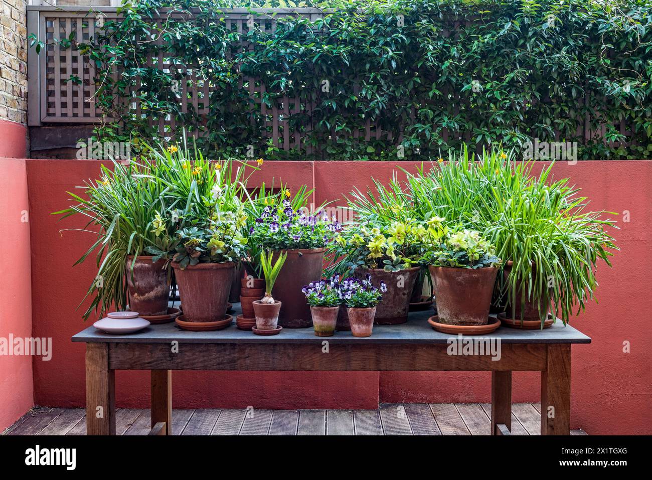 Containerpflanzen im Garten von Chelsea Home, London, Großbritannien Stockfoto