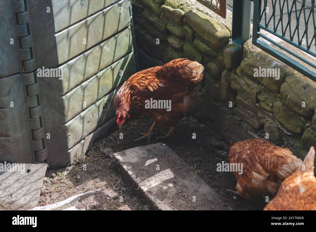 Haushähnchen mit braunen und weißen Federn, die im Freiland auf dem Hof herumlaufen. Bio-Hühner. Selbst angebaute Eier. Lustiger Ausdruck. Stockfoto