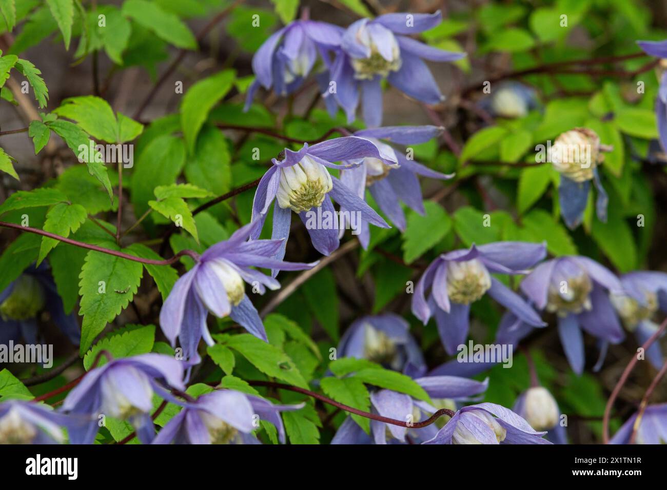 Clematis Alpina, eine frühlingsblühende Clematis. Stockfoto