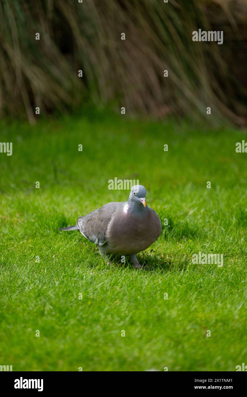 Große, graue ausgewachsene Holztaube [Columba palumbus] in einem Vorstadtgarten Stockfoto