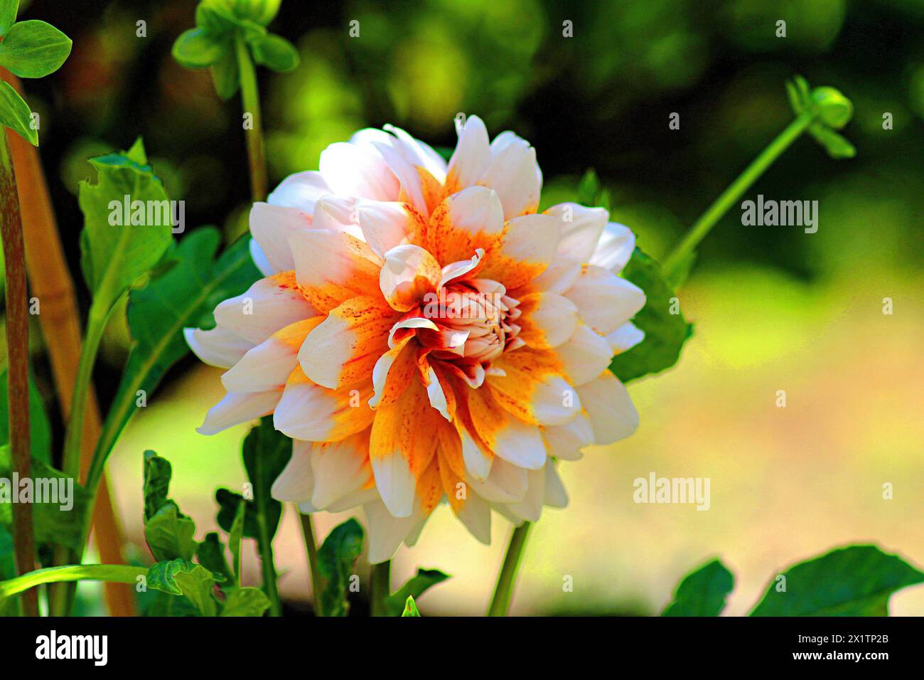 Dalhia-Orang Stockfoto