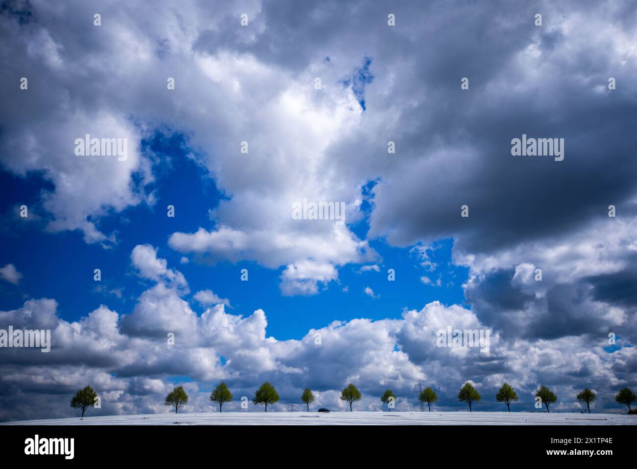 Witzin, Deutschland. April 2024. Ein Auto fährt durch eine Allee neben einem Spargelfeld unter einer beeindruckenden Wolkenkulisse. Das Wetter in Norddeutschland ändert sich derzeit mit kühlen Temperaturen, aber auch sonnigen Momenten. Quelle: Jens Büttner/dpa/Alamy Live News Stockfoto