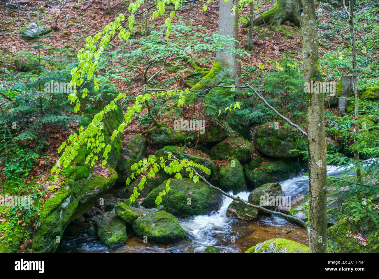flussysper im Tal ypsertal im niederösterreichischen waldviertel *** fluss ysper im ypsertal in der niederösterreichischen Region waldviertel Copyright: XW.Simlingerx Stockfoto