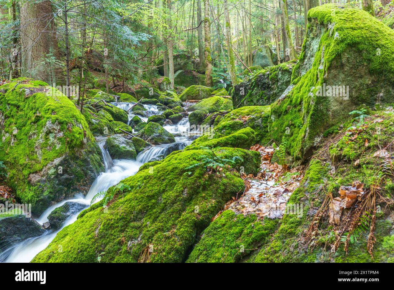 flussysper im Tal ypsertal im niederösterreichischen waldviertel *** fluss ysper im ypsertal in der niederösterreichischen Region waldviertel Copyright: XW.Simlingerx Stockfoto