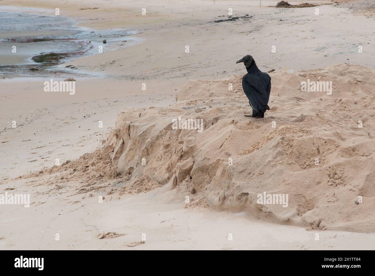Ein schwarzer Geier, der auf dem Sand eines Strandes steht und nach Essen sucht. Itacare, Bahia. Stockfoto