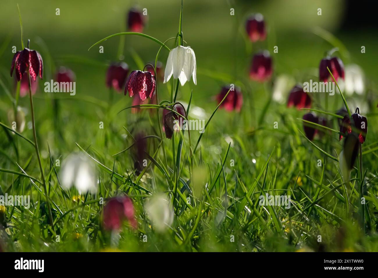 Zauberhafte Schachbrettblumen, April, Deutschland Stockfoto