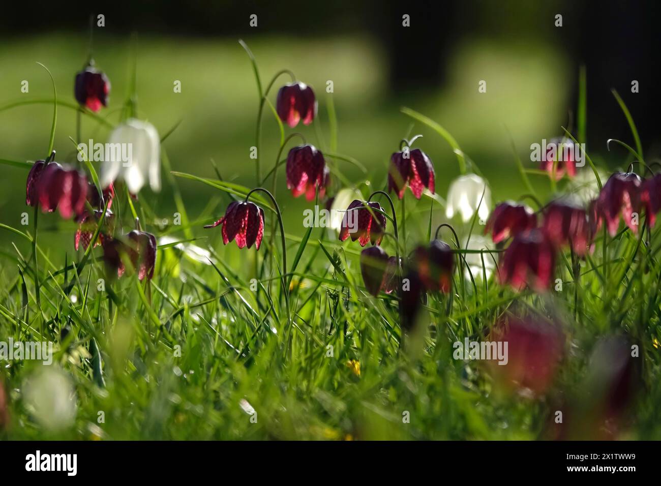 Zauberhafte Schachbrettblumen, April, Deutschland Stockfoto