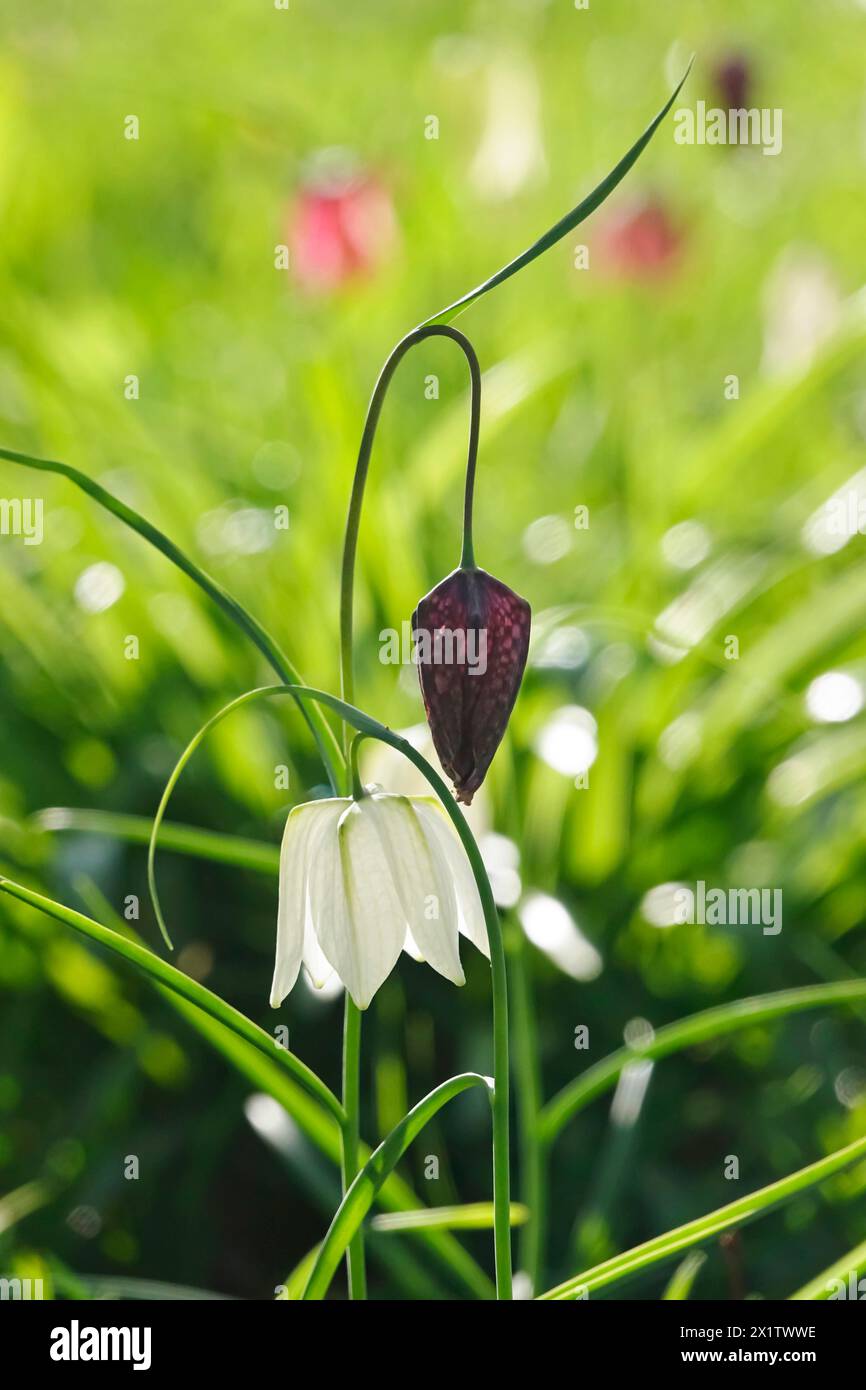 Zauberhafte Schachbrettblumen, April, Deutschland Stockfoto