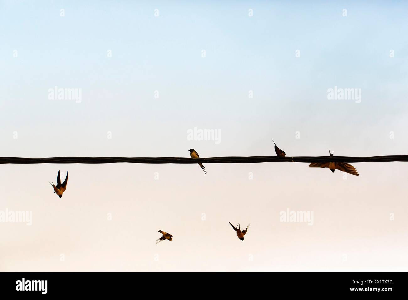 Schwalben fliegen, Stromleitung, Vogelherde, Zugvögel, Kerkini-See, See Kerkini, Zentralmakedonien, Griechenland Stockfoto