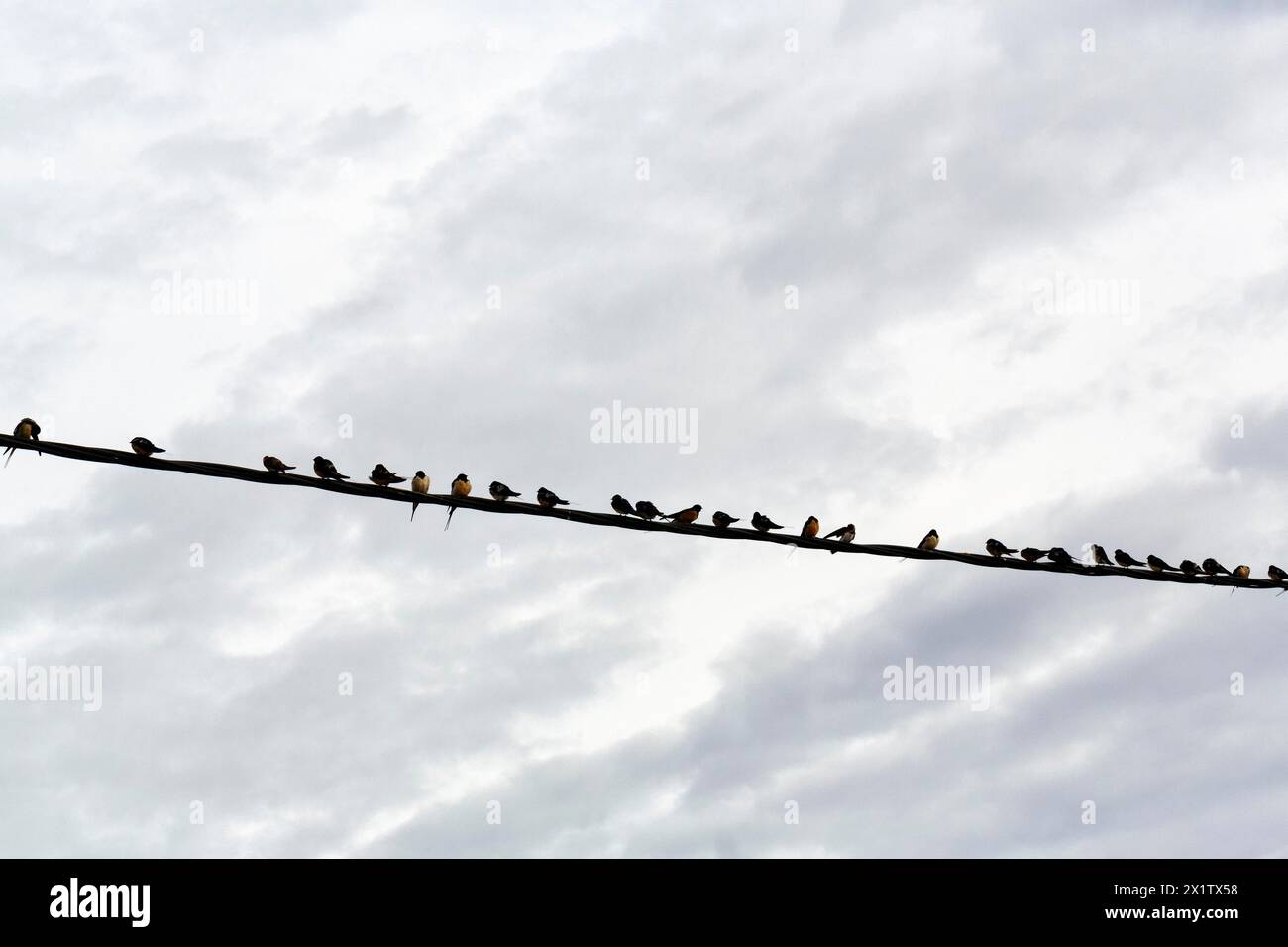 Schwalben, die nebeneinander auf einer Stromleitung sitzen, Vogelschwärme, Zugvögel, Kerkini-See, Kerkini-See, Zentralmazedonien, Griechenland Stockfoto
