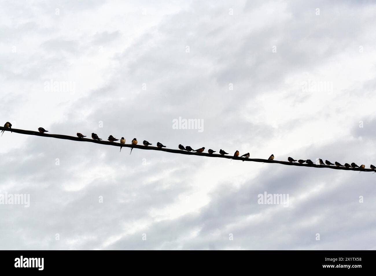 Schwalben, die nebeneinander auf einer Stromleitung sitzen, Vogelschwärme, Zugvögel, Kerkini-See, Kerkini-See, Zentralmazedonien, Griechenland, Europa Stockfoto