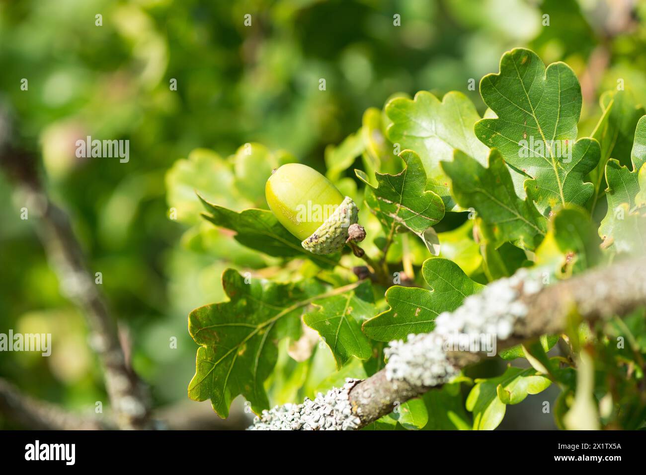 Grüne Eichel, unreife Früchte der englischen Eiche (Quercus pedunculata) oder Sommereiche oder englische Eiche (Quercus robur), die an einem von Eiche umgebenen Zweig hängen Stockfoto