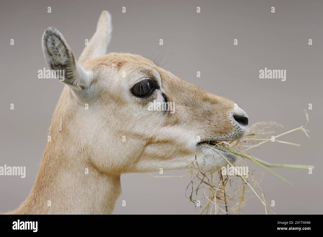 Blackbuck (Antilope cervicapra), weiblich, Porträt, Gefangener, Vorkommen in Südasien Stockfoto