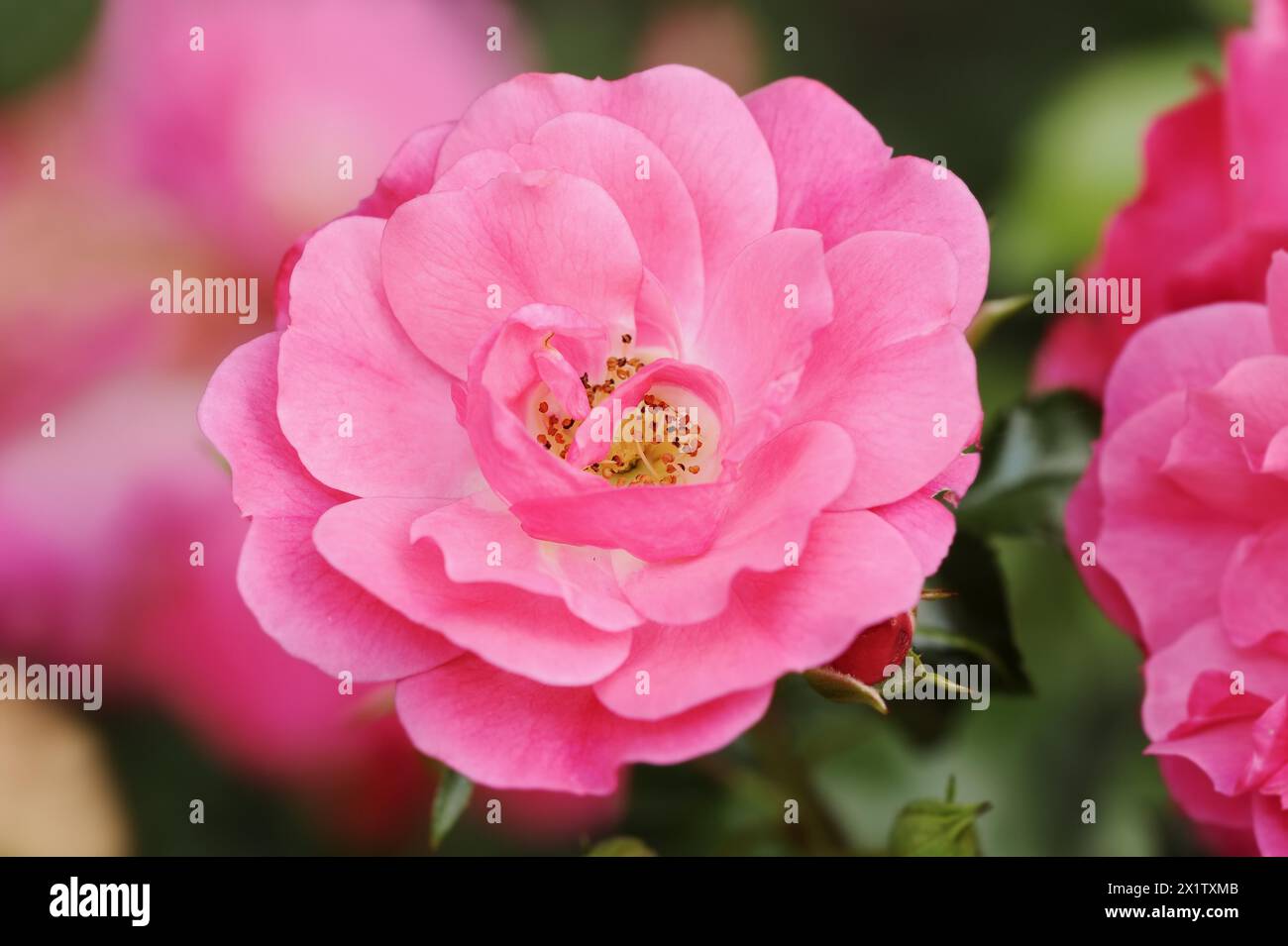 Strauchrose oder Rose „Heidetraum“ (Rosa hybrida), Blume, Zierpflanze, Nordrhein-Westfalen, Deutschland Stockfoto