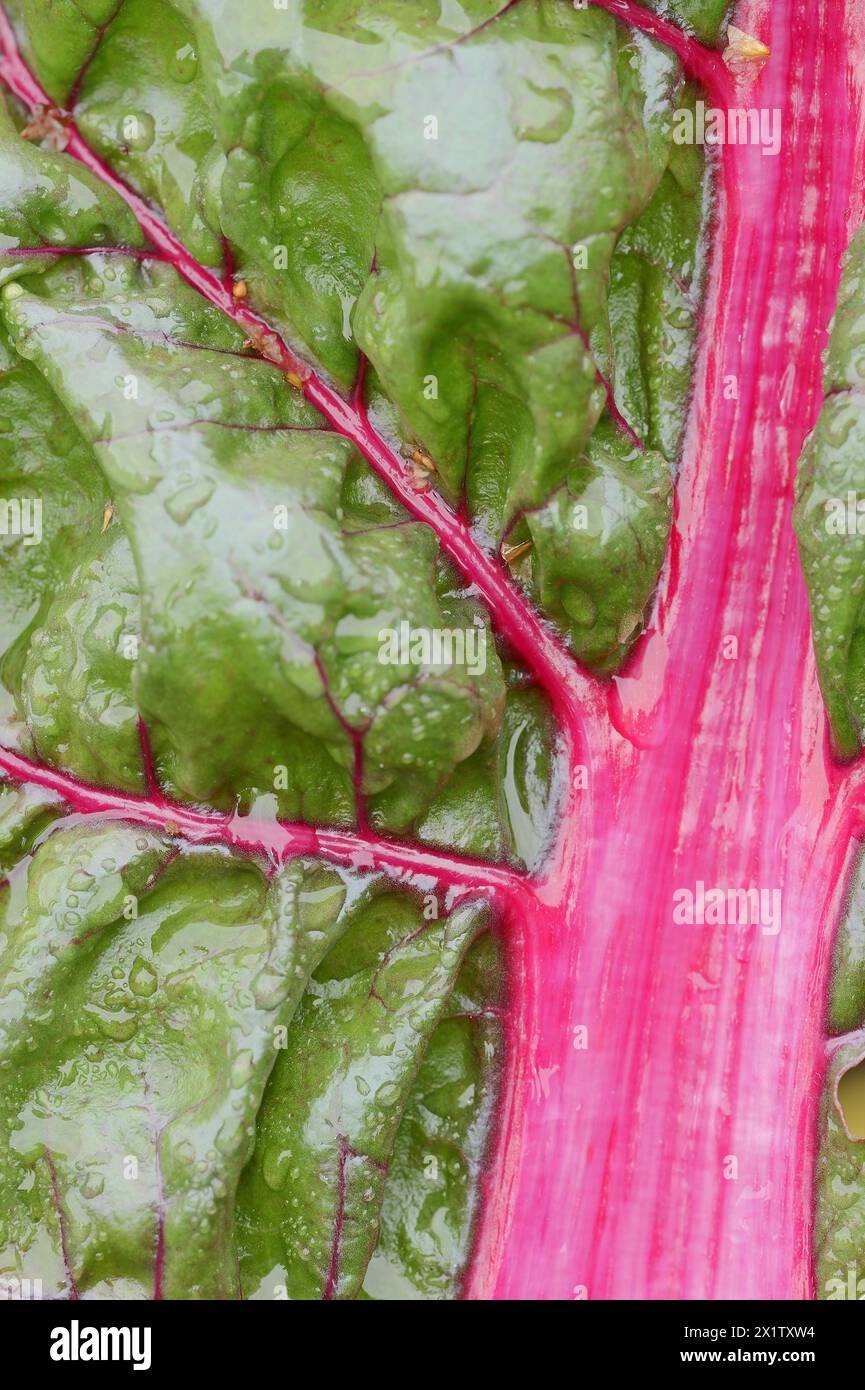 Mangold (Beta vulgaris subsp. Vulgaris), Detail des Blattes, Nordrhein-Westfalen, Deutschland Stockfoto