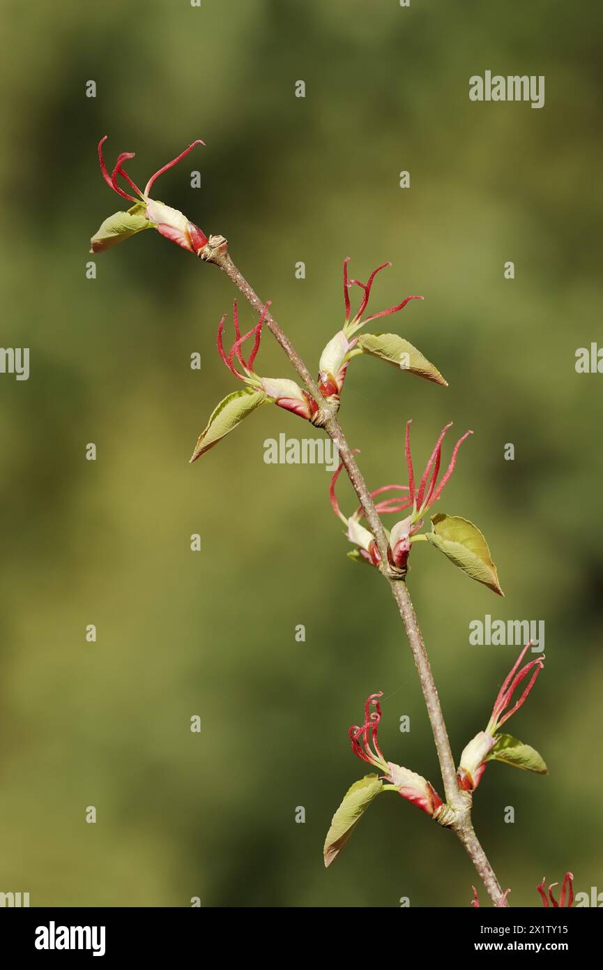 Herrlicher Kuchenbaum oder japanischer katsura-Baum (Cercidiphyllum magnum, Cercidiphyllum japonicum var. Pracht), Zweig mit Blumen, Zierwerk Stockfoto