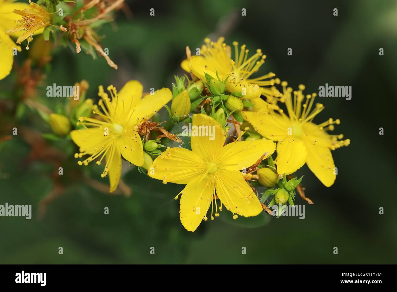 johanniskraut imperforat (Hypericum maculatum), Blüten, Nordrhein-Westfalen, Deutschland Stockfoto