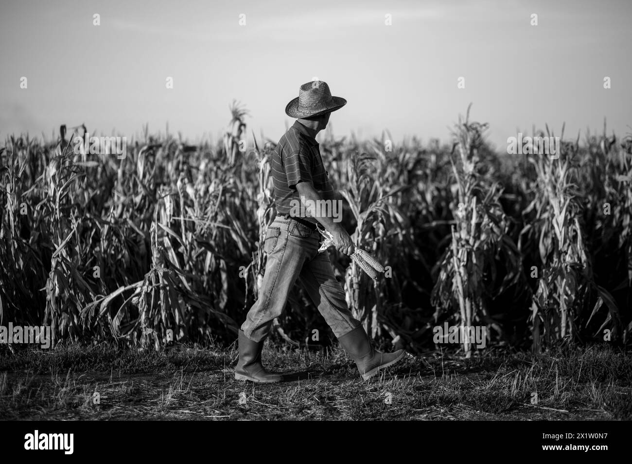 Senior Bauer zu Fuß im Maisfeld und Prüfung der Fruchtart vor der Ernte. Stockfoto