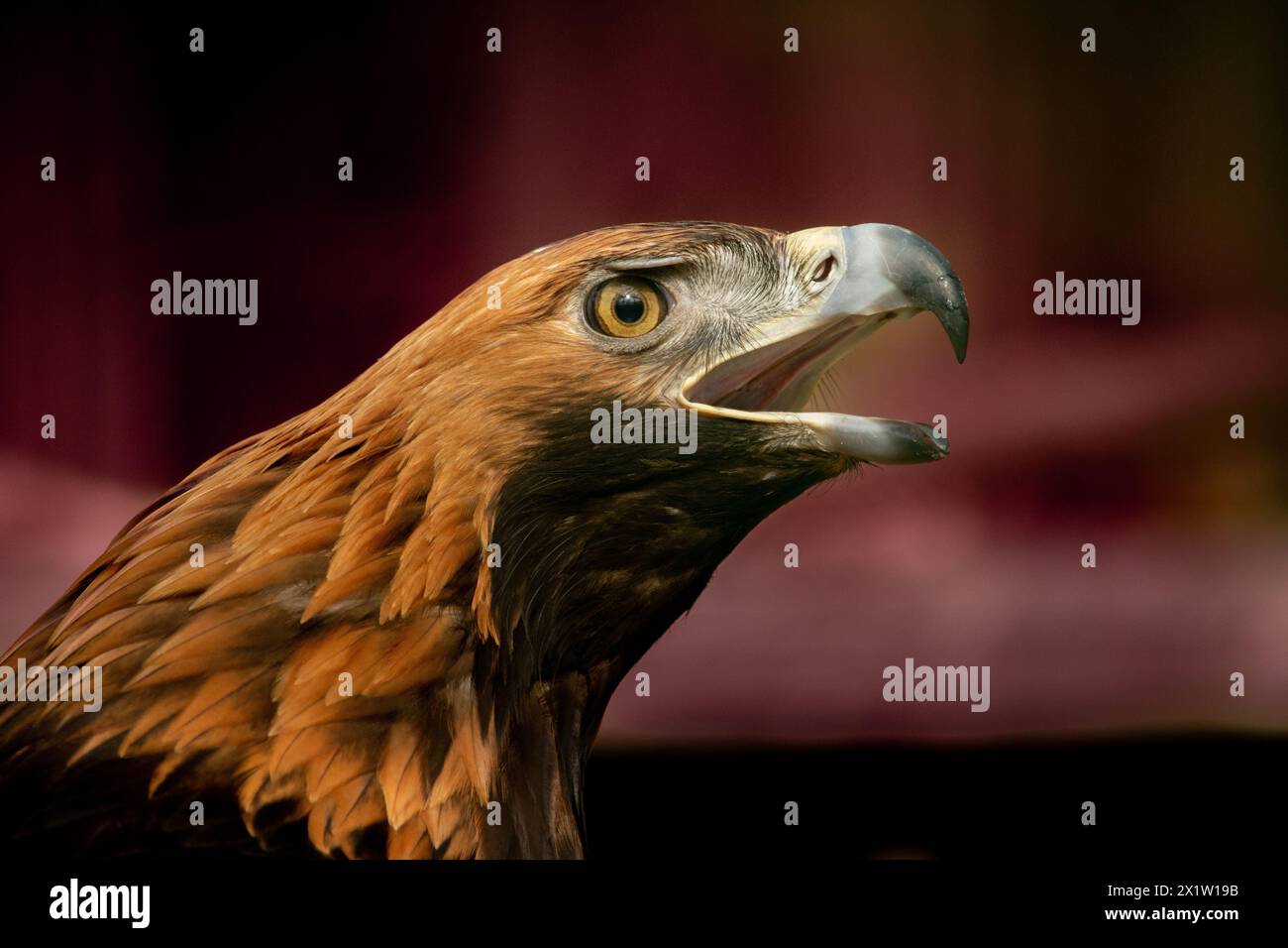 Der Kopf eines Adlers wiederum. Kopf des Greifvogels, Goldadler, Ansicht von unten. Schnabel und Augen Stockfoto