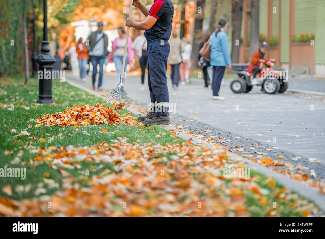 Der Mann nimmt goldene Blätter auf den Stapel. Herbst, Laubfall Stockfoto