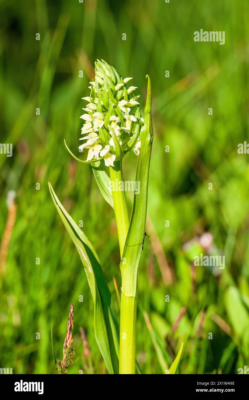 Gelbe frühe Sumpforchidee (Dactylorhiza incarnata subsp. Ochroleuca) in Blüte auf einer Feuchtwiese Stockfoto