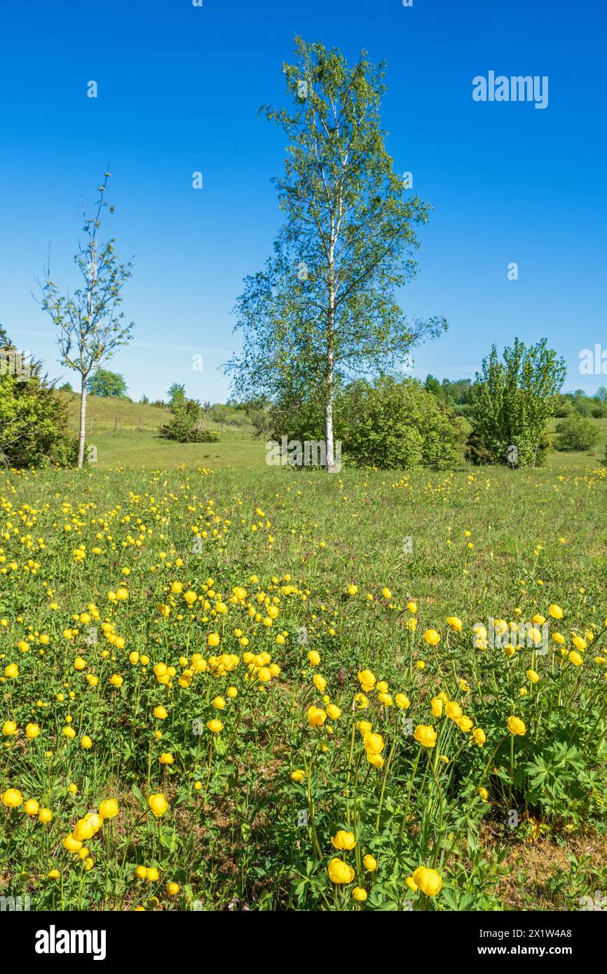 Globeflower (Trollius europaeus) in Blüte auf einer Birkenwiese im Frühsommer Stockfoto