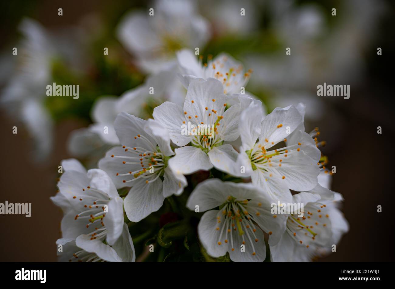 Die weißen Blüten einer Süßkirsche (Prunus avium) auf einem Kirschbaum, Jena, Thüringen, Deutschland Stockfoto