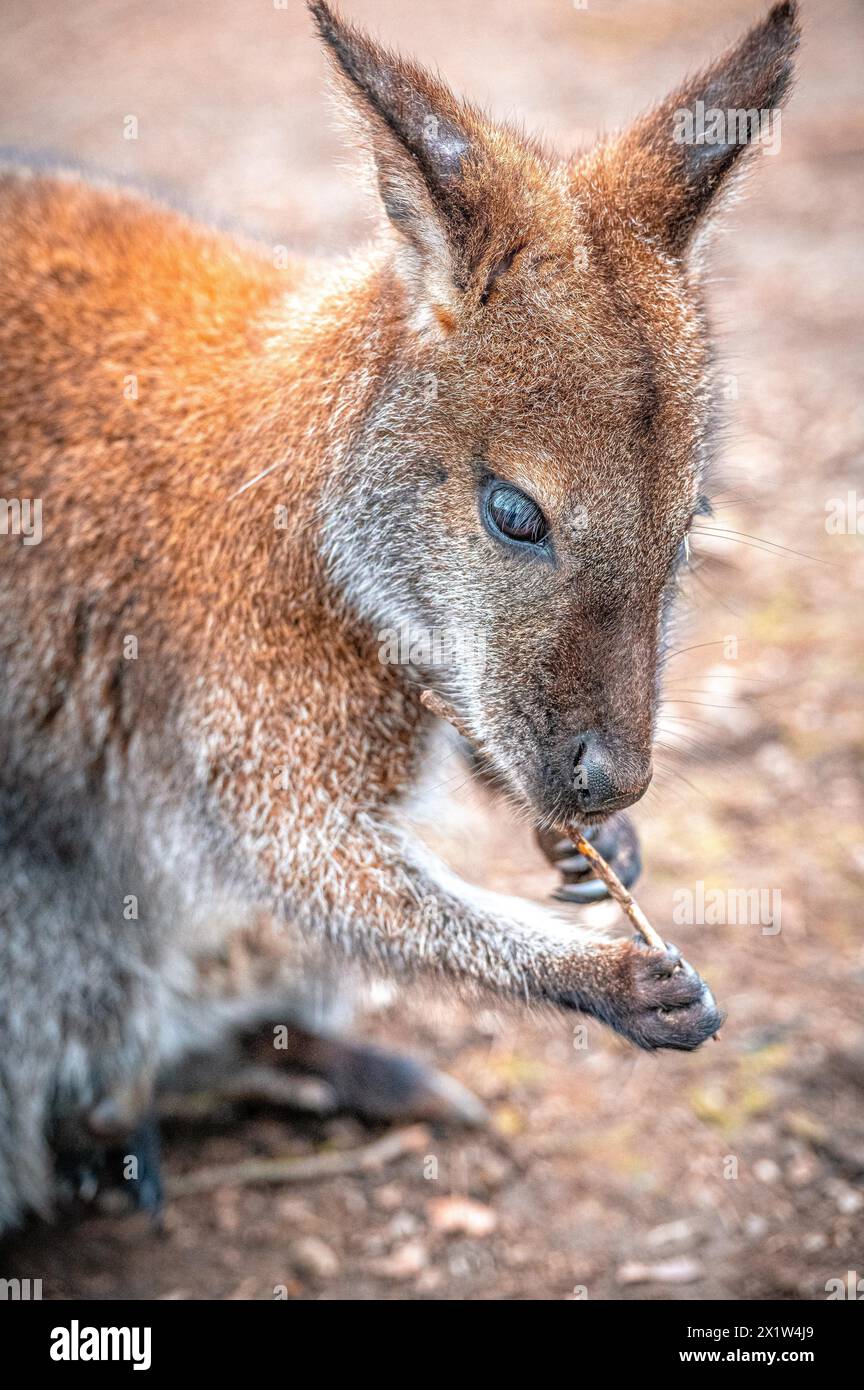 Rothalswallaby (Macropus rufogriseus) Shopping in einer kleinen Filiale, Eisenberg, Thüringen, Deutschland Stockfoto