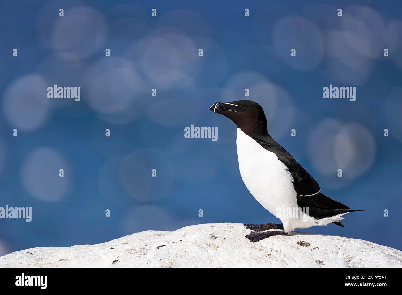 Razorbill (ALCA torda), erwachsener Vogel auf weißem Felsen, Hornoya Island, Vardo, Varanger, Finnmark, Norwegen Stockfoto