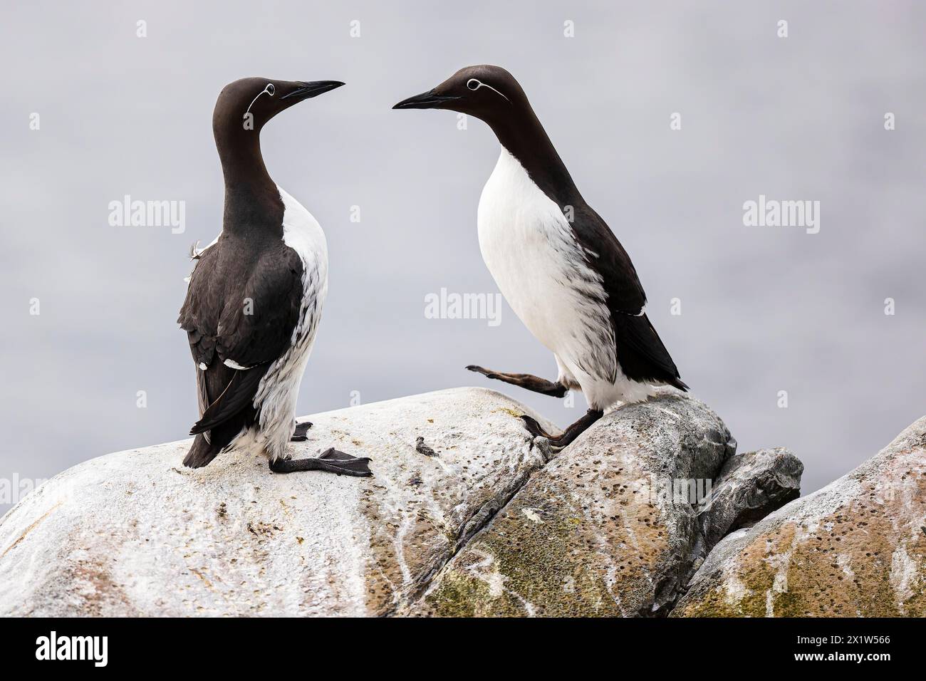 Gemeine guillemot (Uria aalge), zwei Erwachsene Vögel auf Felsen, Hornoya Island, Vardo, Varanger, Finnmark, Norwegen Stockfoto